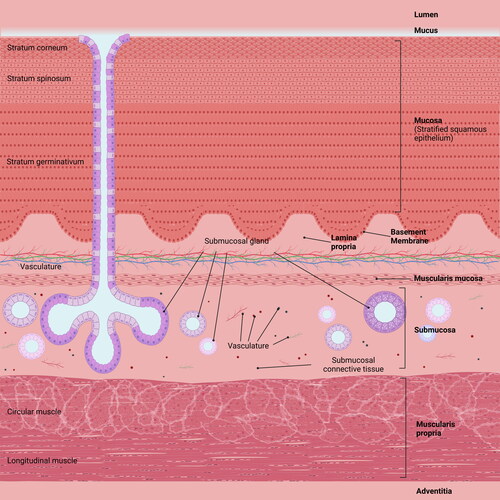 Figure 1. Schematic diagram of the esophageal lining (cross-section).