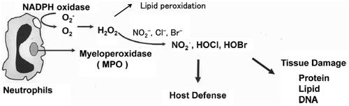 Figure 1. Generation of ROS in neutrophils during inflammation process.