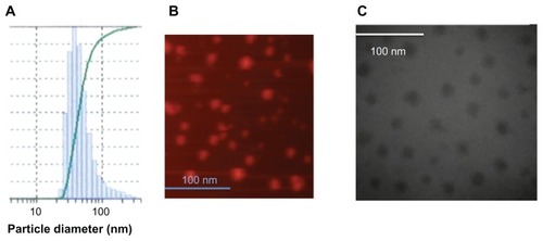 Figure 2 Estimation of the diameter of the AD-32 containing rHDL nanoparticles by (A) dynamic light scattering, (B) atomic force microscopy, and (C) transmission electron microscopy.Abbreviations: AD-32, valrubicin; rHDL, reconstituted high-density lipoprotein.