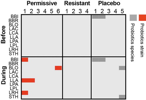 Figure 1. Luminal presence of supplement-specific probiotics strains in human individuals.Probiotics strain quantification based on mapping of metagenomic sequences to unique genes, which correspond to the strains found in the supplemented probiotics pill, in the descending colon lumen of healthy individuals treated with an 11-strain probiotic mix (N = 10) or placebo (N = 5). Permissive individuals are those, who were significantly colonized by probiotics in the lower GI mucosa, compared to resistant individuals, in whom no significant colonization of the mucosa was determined. Red, the sample contains the same probiotic strain present in the supplement; Dark gray, the sample contains a different strain of the same species. Strain identification was performed as previously described.Citation111 LAC, Lactobacillus acidophilus; LCA, Lactobacillus casei; LPA, Lactobacillus casei sbsp. paracasei; LPL, Lactobacillus plantarum; LRH, Lactobacillus rhamnosus; BLO, Bifidobacterium longum; BBI, Bifidobacterium bifidum; BBR, Bifidobacterium breve; LLA, Lactococcus lactis; STH, Streptococcus thermophilus.