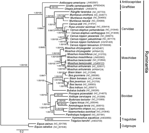 Figure 1. Molecular phylogenetic tree derived from complete DNA sequence of 12 mitochondrial protein-coding genes using Bayesian inference and ML analysis. The numbers beside the nodes are Bayesian posterior probabilities (PP) and bootstrap support (BS). Equus asinus and E. caballus were set as outgroups.