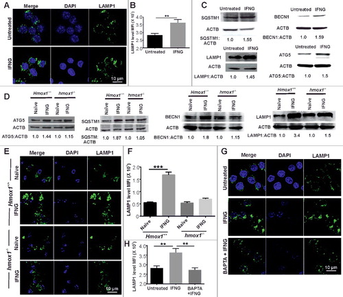 Figure 6. IFNG induces lysosomal biogenesis by modulating intracellular Ca2+ levels. (A) RAW 264.7 macrophages were exposed to IFNG, and the levels of LAMP1 (lysosomal-associated membrane protein 1) were analyzed using confocal microscopy. (B) The difference in fluorescence intensity was determined using ImageJ software. (C) The same panel of cells depicted in panel (A) were subjected to western blotting and probed with the antibodies which has upregulated gene expression with respect to TFEB namely, SQSTM1, BECN1, LAMP1 and ATG5. ACTB was used as an internal loading control in these experiments. Numbers below the lanes indicate the fold change calculated using the densitometry analysis of LC3-II: ACTB. (D) Peritoneal macrophages were isolated from the Hmox1+/+ and hmox1−/− mice, exposed to IFNG for 3 h and the lysate was prepared and was subjected to western blotting using antibodies for ATG5, SQSTM1, BECN1 and LAMP1. ACTB was used as an internal loading control in these experiments. Numbers below lanes indicate the fold change calculated using the densitometry analysis of LC3-II relative to ACTB. (E) Peritoneal macrophages were isolated from the Hmox1+/+ and hmox1−/− mice, exposed to IFNG, and the levels of LAMP1 were analyzed using confocal microscopy. (F) The difference in fluorescence intensity was determined using ImageJ software. (G) RAW 264.7 macrophages were activated with IFNG in the presence of BAPTA-AM, and the levels of LAMP1 were assessed by confocal microscopy to evaluate the dependence of lysosomal biogenesis on the IFNG-mediated increase in intracellular Ca2+ levels. (H) The difference in fluorescence intensity was determined using ImageJ software. Data in panels B, F and H represent the mean±SEM from 3 independent experiments. Statistical significance was determined using the Student t test. ** indicates a P value < 0.01, and *** indicates a P value < 0.001.