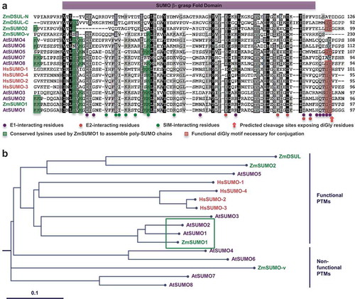 Figure 1. Alignment and phylogenetic relationship of SUMO proteins from maize (Zm), Arabidopsis (At) and human (Hs). (a) Sequence alignment showing all SUMO proteins and variants from the three species. Conserved and similar amino acids are highlighted in black and grey, respectively. DiSUMO-LIKE (DSUL) from maize was split into an N-terminal and a C-terminal SUMO domain for alignment. The SUMO β-grasp fold domain is indicated by a purple box. E1-, E2-, and SIM-interacting residues are indicated by purple, red and green dots, respectively. Conserved lysines used by ZmSUMO1 to assemble poly-SUMO chains are highlighted in green. Predicted cleavage sites (red arrow) exposing a C-terminal diGly motif (GG highlighted in red) essential for conjugation are indicated. (b) Phylogenetic analysis of SUMO proteins reveals a functional PTM group and a non-functional PTM group. Protein sequences were aligned by Clustal Omega and the rooted tree was drawn by TreeView. Branch lengths are proportional to phylogenetic distances and the scale bar represents 10% substitutions per site. The highly conserved core clade formed by ZmSUMO1, AtSUMO1 and AtSUMO2 is boxed in green.