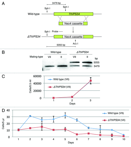 Figure 2. Generation of somatic TtVPS34 gene-knockdown mutants. (A) A schematic showing the TtVPS34 genomic locus (upper), the plasmid vector carrying Neo4 cassette (middle) and after homologous recombination (lower). (B) Southern blot analysis of AccI and SphI digested genomic DNA from wild-type cells and TtVPS34∆ mutants. Molecular weight of the signals against the probe corresponds to the prediction in (A). (C) Cell-growth curves in nutrient-rich conditions. The cells (0.5 ml) maintained in the medium for 1, 2, and 3 d were fixed with paraformaldehyde, diluted 100× and counted under a microscope. (D) Remaining cells in nutrient-deprivation conditions. The cells inoculated in 10 mM TRIS-HCl pH 7.2 were sampled (5 μl) every 24 h until day 10 and swimming (living) cells were counted under a microscope. Points and attached bars correspond to the mean of the 3 identical measurements and standard deviations.