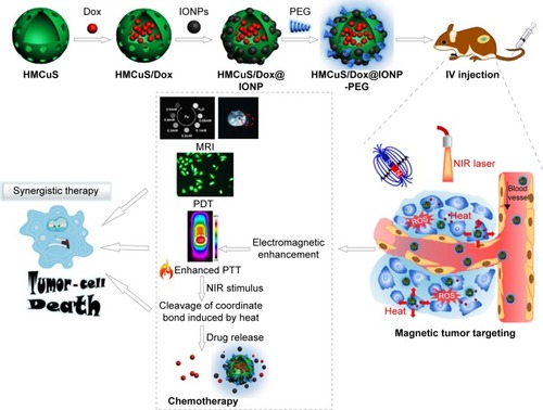 Figure 6 Synthesis of the drug-delivery system (HMCuS/Dox@IONP-PEG) for combining MRI with chemophototherapy.Note: Reprinted from Acta Biomater, 49, Feng Q, Zhang Y, Zhang W, et al, Programmed near-infrared light-responsive drug delivery system for combined magnetic tumor-targeting magnetic resonance imaging and chemo-phototherapy, 402–413.Citation49 Copyright 2017, with permission from Elsevier.Abbreviations: Dox, doxorubicin; HM, hollow mesoporous; NPs, nanoparticles; IO, iron oxide; NIR, near-infrared; PTT, phototherapy; PDT, photodynamic therapy; PEG, polyethylene glycol; IV, intravenous; ROS, reactive oxygen species.
