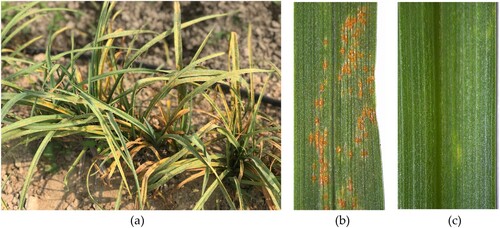 Figure 1. Response of Hemerocallis citrina (H. citrina) to rust infection. (a) Phenotypic response of H. citrina infected with rust in the field. (b) Phenotypic response of rust fungus after 14 days of infection with susceptible cultivar ‘Malanhua’ (MLH). (c) Phenotypic response of rust fungus after 14 days of infection with resistant cultivar ‘Qiezihua’ (QZH).