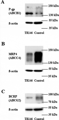 Figure 6. Representative western blots of TR146 cells cultivated in optimized media under airlift conditions in comparison to a control sample (immortalized mouse capillary endothelial cell line cerebEND cultivated as previously publishedCitation18) showing the expression of ABC transporters (A) P -gp (ABCB1, 170 kDa), (B) MRP4 (ABCC4, 140–200 kDa), (C) BCRP (ABCG2, 72-75 kDa); corresponding ß-actin (42 kDa) was used as loading control.