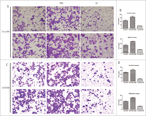 Figure 6. Activation of protein kinase C promoted invasion and migration of Eca109 while PKC suppression showed the opposite effect. (A and C), representative invaded cells and migrated cells stained by crystal violet. Left, blank control cells; middle, PMA treated cells; right, SP treated cells. Upper: Eca109; lower: EC9706. (B and D), results from cell invasion and migration assay were showed in diagrams. The number of invaded cells and migrated cells from the activated group were significantly larger than those of the control (P = 0.0448, P = 0.0040, upper; P = 0.0138, P = 0.0015, lower), and these number of suppressed group were smaller (P = 0.0049, P = 0.0012, upper; P = 0.0007, P = 0.0006, lower).