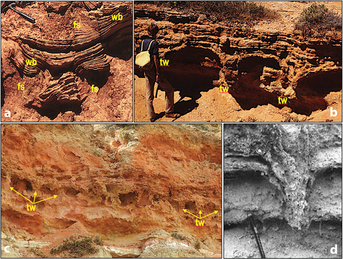 Figure 5. a: Well-bedded sands (wb) deformed into a thixotropic bowl isolated within fluidised clayey sand (fs); near Port Noarlunga. b, c: depictions of the lower unit of disturbed well-bedded sands in the Robinson Point formation displaying cavernous weathering; near Port Noarlunga. Thixotropic wedges (tw) are indicated. d: thixotropic wedge (for comparison with b, c) in Pleistocene littoral calcarenite seismite from Calabria, Italy (from Montenat et al., Citation2007).