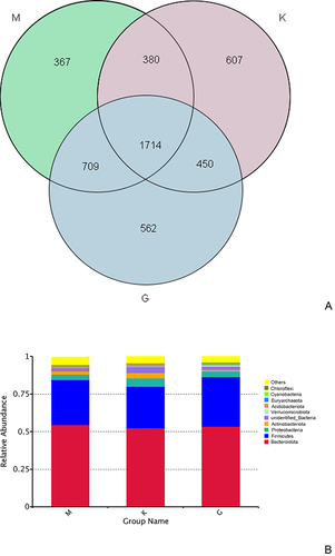 Figure 2 (A) Number of common and specific OTUs in the intestinal microbiota of Guinea pigs in each group (unit: pcs). (B) Histogram of species relative abundance of the intestinal microbiota of Guinea pigs in each group (phylum level).