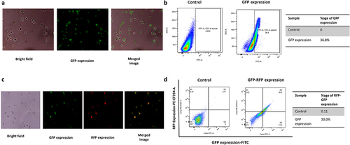 Figure 3. CRISPR-Cas9 mediated mechanism of chromosomal integration of an EcoRI and GFP with different micro-homology arm, (a) digestion pattern of CRISPR-Cas9 minimum homology mediated targeted knock-in at TRP1 site, (b) digestion pattern of CRISPR-Cas9 minimum homology mediated targeted knock-in at CS8 site, (c) CRISPR-Cas9 based minimum homology mediated expression of GFP at zero, 15, 20, 40, 60 and 80 with flanking arm of TRP1 gene, and (d) FITC plot represents the expression of GFP, and (e) Percentage of knock-in n = 3, p ≤ 0.05.