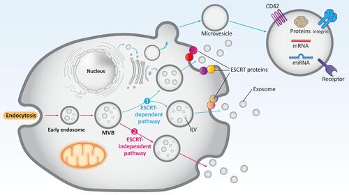 Figure 1 The biogenesis and secretion of exosomes in cells. The biogenesis of exosomes is started from the endocytic pathway. After the formation of early endosomes, they are transformed into multivesicular bodies, followed by two pathways, including ESCRT-dependent and -independent mechanisms, for further processing of exosomes and their secretion. Then exosomes can affect targeted cell based on their cargo that can be proteins, lipids, and nucleic acids.