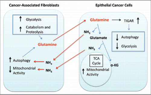 Figure 9 Glutamine addiction and stromal autophagy: a vicious cycle. Our current data suggest that metabolic-coupling occurs between epithelial cancer cells and stromal cells. Cancer-associated fibroblasts undergo an autophagic program, leading to the generation and secretion of high glutamine levels into the tumor microenvironment. Cancer cells accumulate glutamine and convert it to glutamate and ammonia. Glutamate is further catabolized to α-ketoglutarate, which enters the TCA cycle and increases the mitochondrial activity of epithelial cancer cells. Epithelial cancer cells are protected from apoptosis by the upregulation of TIGAR, an endogenous inhibitor of glycolysis, apoptosis and autophagy. The other glutamine byproduct, ammonia, freely diffuses into the microenvironment, and induces autophagy and glutamine production in CAFs. Finally, the use of autophagy inhibitors such as chloroquine can uncouple the epithelial and stromal compartments, resulting in decreased mitochondrial activity in epithelial cancer cells (Figs. 1A and 5A).