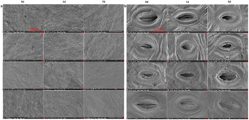 Figure 3. SEM results of two varieties leaves under high-temperature stress.