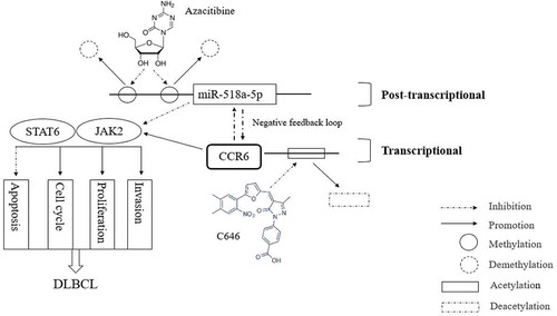 Figure 7. A schematic diagram is used to illuminate regulation in our study. MiR-518a-5p was forced to be inhibited due to high enrichment of DNA methylation on its promoter region, which can be partially reversed in the presence of azacitibine in DLBCL cells. In view of the negative feedback loop between miR-518a-5p and CCR6, the enhanced levels of CCR6 in DLBCL is due to the methylation regulation of miR-518a-5p and histone H3K27 acetylation at the CCR6 promoter region. Down-regulated miR-518a-5p and up-regulated CCR6 activates the JAK2-STAT6 signalling pathway to promote the proliferation and invasion of DLBCL cells, indicating an important role of the miR-518a-5p-CCR6 feedback loop in DLBCL