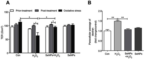 Figure 2 Effect of SeNPs on intestinal epithelial permeability. (A) TER after different treatment in NCM460 cells. (B) Effect of SeNPs on FITC-dextran fluxes across NCM460 cells exposed to H2O2. All data were presented as mean ± SEM of three separate experiments. *P<0.05, **P<0.01.Abbreviations: Con, control; SeNPs, selenium nanoparticles; TER, transepithelial electrical resistance; FITC, fluorescein isothiocyanate; H2O2，hydrogen peroxide; SEM, standard error of mean.