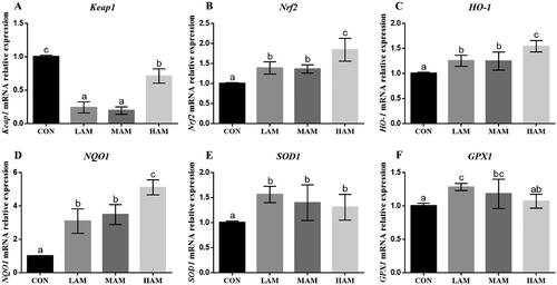 Figure 3. Expression levels of antioxidant genes in ovarian tissue of hens. a–cDifferent superscripts have different means (p < 0.05, n = 6). Abbreviations: HO-1: haem oxygenase 1; NQO1, NAD(P)H: quinone oxidoreductase 1; SOD1: superoxide dismutase 1; GPX1: glutathione peroxidase 1; Keap1: kelch ECH – associated protein 1; Nrf2: nuclear factor E2-related factor 2. CON, LAM, MAM and HAM, basal diets supplemented with 0, 1, 4 and 7% of Aronia melanocarpa (AM), respectively.