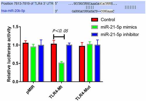 Figure 6. MiR-21-5p targeted and inhibited luciferase activity of TLR4