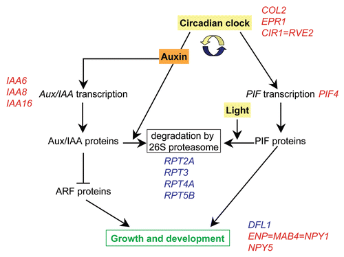 Figure 4 Model for the interactions of light signaling, circadian rhythms and auxin-regulated growth in response to T6P. The circadian clock regulates transcript levels of the growth regulator PIF4, while PIF4 protein is degraded by the 26S proteasome in response to light. Auxin induces the expression of Aux/IAA proteins as well as promoting their degradation by the 26S proteasome in a process gated by the circadian clock. Aux/IAA proteins regulate gene expression by heterodimerizing with auxin response factor (ARF) proteins. DFL1, ENP = MAB4 = NPY1 (At4g31820) and NPY5 are possible downstream targets that are involved in plant development in response to auxin as well as to light. Examples of genes whose expression was affected in otsA-expressing seedlings with increased T6P are listed in blue (upregulated) or red (downregulated). See Table 1 for list of genes.