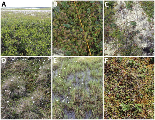FIGURE 3. Photos showing examples of the six plant functional groups investigated in this paper. Images were taken during ground-truthing on 5 July 2014. (A) Tall shrub (Betula glandulosa; over 40 cm), (B) dwarf shrub (mainly Rhododendron tomentosum subsp. decumbens;less than 40 cm), (C) lichen (Cladonia spp.), (D) tussock-forming sedge (Eriophorum vaginatum), (E) nontussock-forming sedge (Carex spp. and Eriophorum spp.; most often occurring in wet areas), and (F) moss; (predominantly Sphagnum spp.; interspersed with a variety of other species).