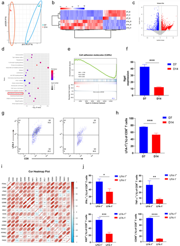 Figure 2. LFA-1 expression on intratumor CD8+ T cells decreased with tumor progression.