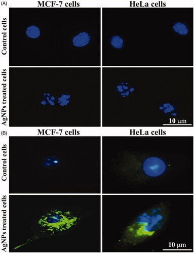 Figure 5. Silver nanoparticles induce apoptosis in MCF-7 and HeLa cells. (A) DNA-fragmentation assay. (B) Immunofluorescent results for P53 protein expression.