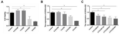 Figure 3 CSE treatment inhibited the proliferation of HPMECs and reduced HOXA-AS2 expression. (A) HPMECs were treated with different concentrations of CSE, including 0, 0.5%, 1.0%, 2.5%, and 5.0% for 24 h, and the proliferation of HPMECs was measured by CCK-8 assay. (B) HPMECs was exposed to CSE of different concentrations (0, 0.5%, 1.0%, 2.5%, and 5.0%) for 24 h, and the relative expression levels of HOXA-AS2 was measured by real-time-PCR. At the concentrations of 2.5% and 5% CSE, the cell viability decreased significantly. (C) HPMECs were treated with 2.5% CSE for different amounts of time, and the relative expression levels of HOXA-AS2 were measured by real-time PCR. The expression of HOXA-AS2 decreased significantly as the treatment time extended. Data are presented as mean ± SEM. *P < 0.05. We used GAPDH as the internal loading control and calculated the relative expression of lncRNA by 2−∆∆CT method. All experiments were performed independently at least 3 times.