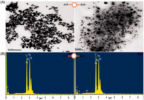 Figure 4. (A) TEM images of AgNPs synthesized by reducing 3 mM AgNO3 using cell free supernatant of B. subtilis (A15) and B. amyloliquefaciens (D29), (B) EDX patterns of synthesized AgNPs.