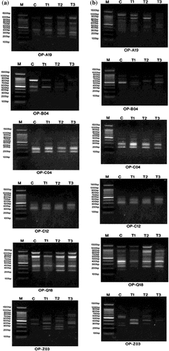 Figure 7. DNA polymorphism based on RAPD-PCR analysis of (a) Staphylococcus aureus and (b) Pseudomonas aeruginosa treated with silver nanoparticles.(a) M: Marker; c: S. aureus control; T1: S. aureus treated with 1% AgNPs; T2: S. aureus treated with 3% AgNPs; T3: S. aureus treated with 5% AgNPs.(b) M: Marker; c: P. aeruginosa control; T1: P. aeruginosa treated with 1% AgNPs; T2: P. aeruginosa treated with 3% AgNPs; T3: P. aeruginosa treated with 5% AgNPs.
