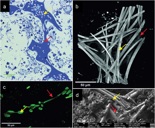 Figure 8. Image of the intersection of spicule bundles in the siliceous-organic skeleton of Spongilla lacustris. (a) Methylene blue stained cross-section. (b) Reconstruction of the µCT image (0.95 µm) of beams and crossbars junction. (c) Image of the two beams and crossbars in confocal microscopy image. (d) SEM image.