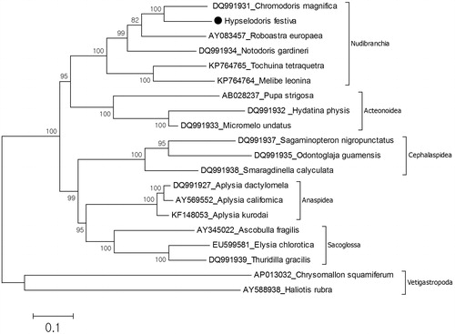 Figure 1. Phylogenetic relationship of the Hypselodoris festiva. The complete mitochondrial genomes of the gastropod species were retrieved from the GenBank for the analysis of phylogenetic relationship of H. festiva. Phylogenetic tree based on 5019 concatenated amino acid sequences from 12 of the 13 protein-coding mitochondrial genes (ATP8 gene was excluded from the analysis) was reconstructed by MEGA (Kumar et al. Citation1993) with maximum-likelihood analyses based on mtREV with Freqs (+F) model. Bootstrap method used 1000 replicates to know statistical support. Two species of the Vetigastropoda were used as an outgroup. The specimen of H. festiva was preserved in 97% ethanol and DNA was extracted from foot. Paired end reads generated from a mitochondrial enriched genomic library. The reads were assembled and annotated by using MITObim (Hahn et al. Citation2013) and MITOS (Bernt et al. Citation2013), respectively.