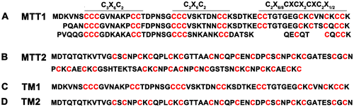 Figure 1. Amino acid sequences of MTT1 and MTT2 from T. thermophila. The C3X6C2, C2X6/8CXCX2CXC2X1/2, and CXC represent different motifs. TM1 and TM2 indicate the truncated MTT1 and MTT2, respectively.