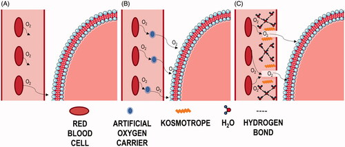 Figure 4. Artificial oxygen carrier vs. kosmotrope mechanism of action. Illustration of theorised oxygen transport mechanism under normal physiological conditions (A), in the presence of PFC based AOCs (B), and in the presence of kosmotropic compounds (C). RBCs flow through the vasculature and release O2 in accordance with local pO2 gradients. The lighter red colour within the vasculature depicts blood plasma, while the red and blue membrane depicts a cell membrane surrounding the cell interior into which O2 must diffuse.