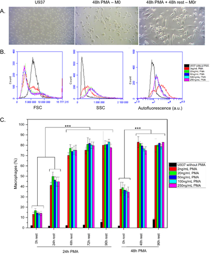 Figure 2 Morphological changes of PMA-induced macrophage differentiation assessed by optical microscopy and flow cytometry techniques. (A) Representative phase-contrast images of U937 cells alone or after PMA differentiation without resting time (M0) (x100) or with resting time (M0r) (x200). (B) FSC and SSC plots; histograms of autofluorescence of untreated U937 cells or treated with different PMA concentrations. (C) Percentage (%) of macrophages derived from U937 monocyte cells treated with different PMA concentrations and various resting times. Data in (C) are generated from flow cytometry plots in (B) and are representative of at least four independent experiments. ***p < 0.001 using ANOVA analysis with Tukey’s corrections.