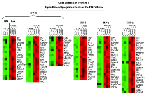 Figure 9A. α-casein transcriptional profiling. Results from pathway analysis with ASSESS. We performed pathway analysis using ASSESS (analysis of sample set enrichment scores). Note that α-casein upregulates gene transcripts associated with inflammatory interferon/STAT1 signaling (A) and decreases gene transcripts associated with “stemness” (B).