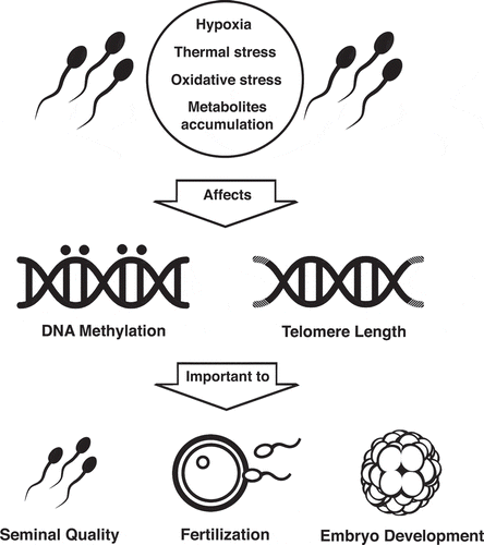 Figure 1. An altered testicular environment with factors such as thermal and oxidative stress, hypoxia and toxic metabolite accumulation can lead to reduced testicular function and cause alterations in the sperm DNA, like telomere shortening and DNA methylation changes. Alterations in DNA are related to loss of genomic stability, which can directly affect seminal quality, fertilization, and correct embryonic development.
