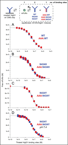 Figure 4. Solution affinity determinations of mFcRn binding to trastuzumab hIgG1 variants. (A) WT and AAA:WT at pH 5.8, (B) N434H and AAA:N434H at pH 5.8, (C) N434Y and AAA:N434Y at pH 5.8 and (D) N434Y and AAA:N434Y at pH 7.4. Each overlay plot shows an example of the KD-controlled curves obtained for titrations of a hIgG1 homodimer (blue symbols) and its corresponding heterodimer (red symbols) into a fixed concentration of mFcRn (4.5, 2.7, 0.9, and 36 nM for panels A-D respectively). See Table 2.