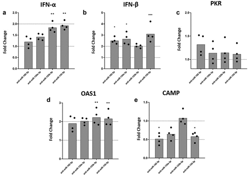 Figure 4. Inhibition of the expression of miRNAs differentially modulates the mRNA levels of IFN-β, OAS-1, and CAMP in DENV-2 infected MDMs. MDMs were transfected either with a miRNA scrambled negative control or with an anti-sense specific miRNA. 24 hours later, cells were infected with DENV-2 at an MOI of 5 and, at 24 hpi the mRNA expression of IFN-α (a), IFN-β (b), PKR (c), OAS1 (d) and CAMP (e) was quantified by qPCR in MDMs using the gene encoding RNU48 as a housekeeper gene. Data are expressed as fold change relative to DENV-2 infected MDMs transfected with miRNA scrambled control. Figures represent four individual experiments. Differences were identified using a Kruskal–Wallis test with a 95% confidence interval was used (***p < 0.001, **p < 0.01, *p < 0.05).