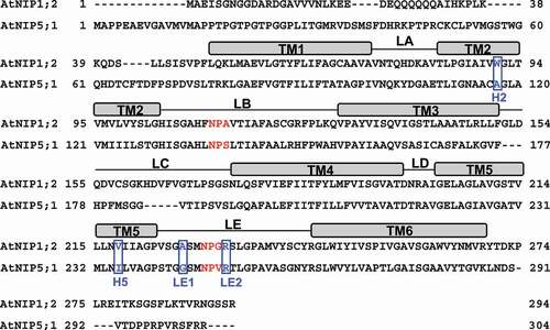 Figure 1. Sequence alignments of AtNIP1;2 and AtNIP5;1. Red letters define the NPA1 (in LB) and NPA2 (in LE) motifs. Blue boxed letters refer to the tetrad residues of the ar/R constriction region. Rectangle boxes above the amino-acid sequences delineate the transmembrane helices (TM). Thin lines between TMs indicate the inter-helical loops. H, helix; LA-LE, inter-helical loops A-E.