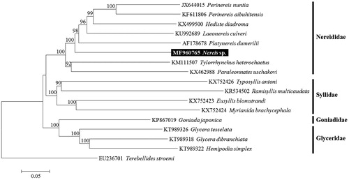 Figure 1. Neighbour-joining (NJ) tree based on the mitogenome sequences of eight nereidid species including Nereis sp. with eight other related species in Phyllodocida. Terebellides stroemi derived from Terebellida was used as outgroup for tree rooting. Numbers above the branches indicate NJ bootstrap values from 1000 replications.