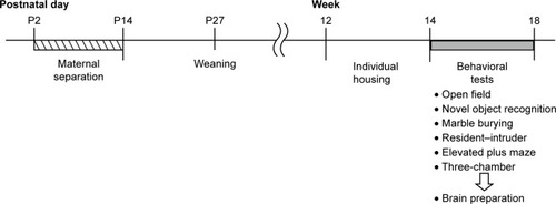 Figure 1 Schematic illustration of the experimental schedule.