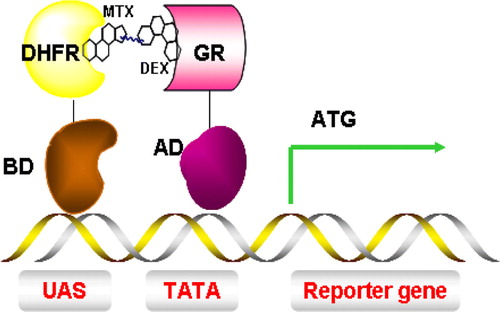 Figure 7.  Y3H system for the detection of small molecules and protein interactions. Interaction between dihydrofolate reductase (DHFR) and glucocorticoid receptor (GR) is mediated by a dexamethasone-methotrexate (Mtx-Dex) heterodimer, thus inducing transcription of a reporter gene. This Figure is reproduced in colour in Molecular Membrane Biology online.