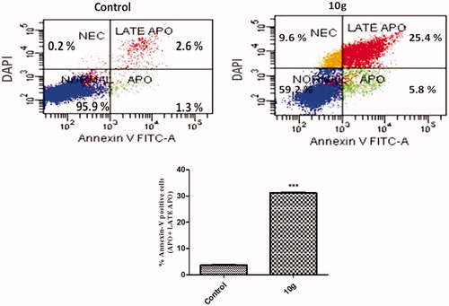 Figure 5. Effect of compounds 10g on the percentage of Annexin V-FITC-positive staining in MDA-MB-231 cells versus control (1% DMSO). Data are mean ± SD (n = 3). The experiments were done in triplicates. The four quadrants identified as: Normal, viable; Apo, early apoptotic; LATE APO, late apoptotic; NEC, necrotic. ***Significantly different from control at p < 0.001 (student’s t-test).