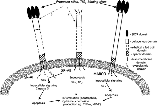 FIG. 2 Role of Class A Scavenger Receptors in Silica and TiO2 signaling. The SRCR region of MARCO and SRA I is implicated as silica and TiO2 binding domain. The collagenous domain of SRA I/II may also play a role in binding of particles. The signaling cascades downstream of SRA-I/II and MARCO initiated by silica have been minimally defined. It has been reported that SRA-I/II-mediate caspase 3 activation and apoptosis following silica binding. Whereas, the intracellular signaling activated following silica-MARCO interaction are as yet unknown. TiO2 is reported to mediate the release of inflammatory mediators through SRA I/II and MARCO. To date, the endocytosis and inflammatory pathways initiated by particle-SR interaction remain largely undefined.