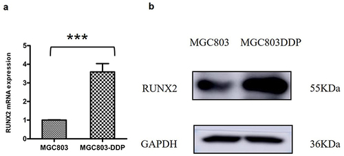 Figure 3 RUNX2 was highly expressed in drug-resistant cells. (a) The mRNA expression levels of RUNX2 in MGC803/DDP cells compared to the parental cell line (b) the protein level of RUNX2 in MGC803 cells and MGC803/DDP cells as shown by Western blot. Significance markers: ***P < 0.001.