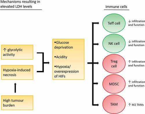 Figure 2. Immune suppressive effects of glucose deprivation, tumor acidity and hypoxia