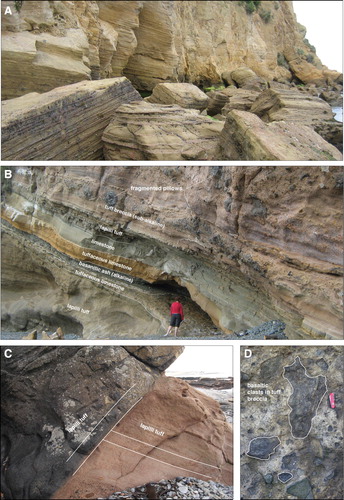 Figure 2. Examples of Waiareka-Deborah Volcanic Field phreatomagmatic rocks. A, View of fine-grained tephra beds that are extensive around Cape Wanbrow. The cliffs are ∼30 m high. B, A spectacular sequence of tephras and thin calcareous tuffs, tuffaceous limestone and limestone horizons is exposed at Boatmans Harbour on the northern side of Cape Wanbrow. The occurrence of limestone beds, and elsewhere limestone or mudstone, indicates that the volcanic field had numerous hiatuses between intermittent eruptions. Photo courtesy of Marco Brenna. C, Truncated bedforms are very common at Kakanui and the erosion surfaces are of only local significance. D, Breccia components typical comprise basalt, in places appearing to be made from fragmented dikes. Outcrop is at Lookout Bluff. Pocket knife is ∼8 cm long.