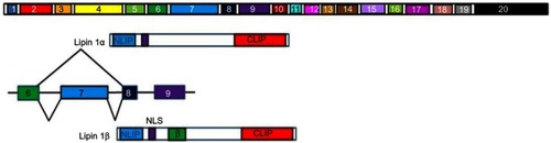 Figure 8 Representation of Lipin alternative splicing. Lipin-1α lacks exon 7 (light blue), which codes for the 33 amino acid long β domain (lime green) seen in Lipin-1β. The NH2 terminal (NLIP) and COOH terminal (CLIP) domains are also shown. These domains are highly conserved across the Lipin family.