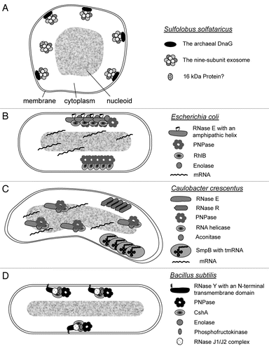 Figure 1 Current models of the subcellular localization of RNAs, RNases and RNase-containing complexes in prokaryotes. (A) Localization of the exosome in S. solfataricus. The nine-subunit exosome and aDnaG localize to the membrane by an unknown mechanism.Citation9 A small fraction of the exosome is soluble and does not contain DnaG, but probably interacts with other proteins like the 16 kDa protein Sso0218.Citation8,Citation9 (B) Localization of the degradosome, the RhIB-PNPase complex and of mRNAs in E. coli. The degradosome is bound to the membrane via an amphipathic helix of RNase E.Citation10,Citation31 The other components of the protein complex, PNPase, RhIB and enolase, bind to the C-terminal part of RNase E.Citation10,Citation30 The degradosome can be visualized in a helical, cytoskeleton-like pattern. The independent RhIB-PNPase complex is also organized in cytoskeleton-like structures, but it is not clear whether it directly interacts with the membrane.Citation11,Citation32 RhIB is capable of forming filaments.Citation33 Chromosomally encoded mRNAs remain in the vicinity of their genetic loci.Citation13 (C) Localization of RNase R, RNase E, tmRNA and mRNAs in C. crescentus. Chromosomally encoded mRNAs remain in the vicinity of their genetic loci. RNase E co-localizes with the nucleoid.Citation13 Thus, the degradosome which is organized by RNase E and contains PNPase, an RNA helicase and aconitase, is probably also localized.Citation37 RNase R was found in a helix-like structure different from the helix-like structure, in which tmRNA bound to SmpB was detected during the G1 phase.Citation12 It is not clear whether RNase R and SmpB interact with the membrane or with some filaments beneath the membrane, or whether these proteins form filaments. (D) Localization of RNase Y in B. subtilis. RNase Y contains an N-terminal transmembrane helix and is localized at the cell periphery.Citation38 It was proposed to organize a subcellularly localized protein complex containing PNPase, the RNA helicase CshA, enolase, phosphofructokinase and the RNases J1 and J2.Citation39,Citation40