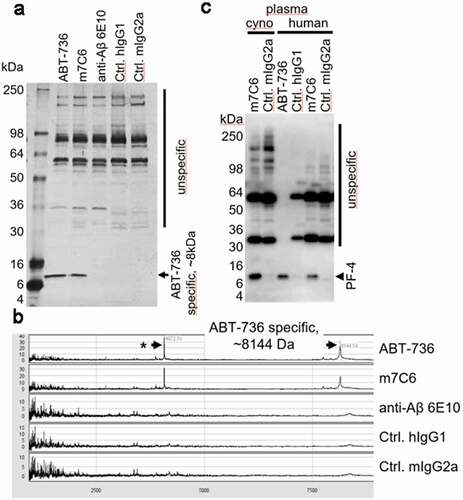 Figure 5. (a) Immunoprecipitation of cynomolgus monkey plasma analyzed via silver-stained SDS-PAGE resulted in a protein-band of approximately 8 kDa, which was specifically immunoprecipitated with ABT-736 and its mouse variant m7C6 but not with the pan-Aβ antibody 6E10 or isotype control antibodies. Note: additional bands at an apparent molecular weight of ~ 32 kDa and 55 kDa are unspecific bands, as they are present also in the IgG2a negative control and can be attributed to the elution of non-covalently bound antibodies from the immunoprecipitation beads (e.g., m7C6, mIgG2a) and are stained with the anti-mouse detection antibody. (b) SELDI-mass spectrometry analysis of the immunoprecipitates showed similar results and provided a more accurate mass of ~ 8144kDa of the cross-reactive protein hinting toward PF-4. (c) Western blot analysis provided further evidence for the ABT-736 PF-4 cross-reactivity in cynomolgus monkey and human plasma